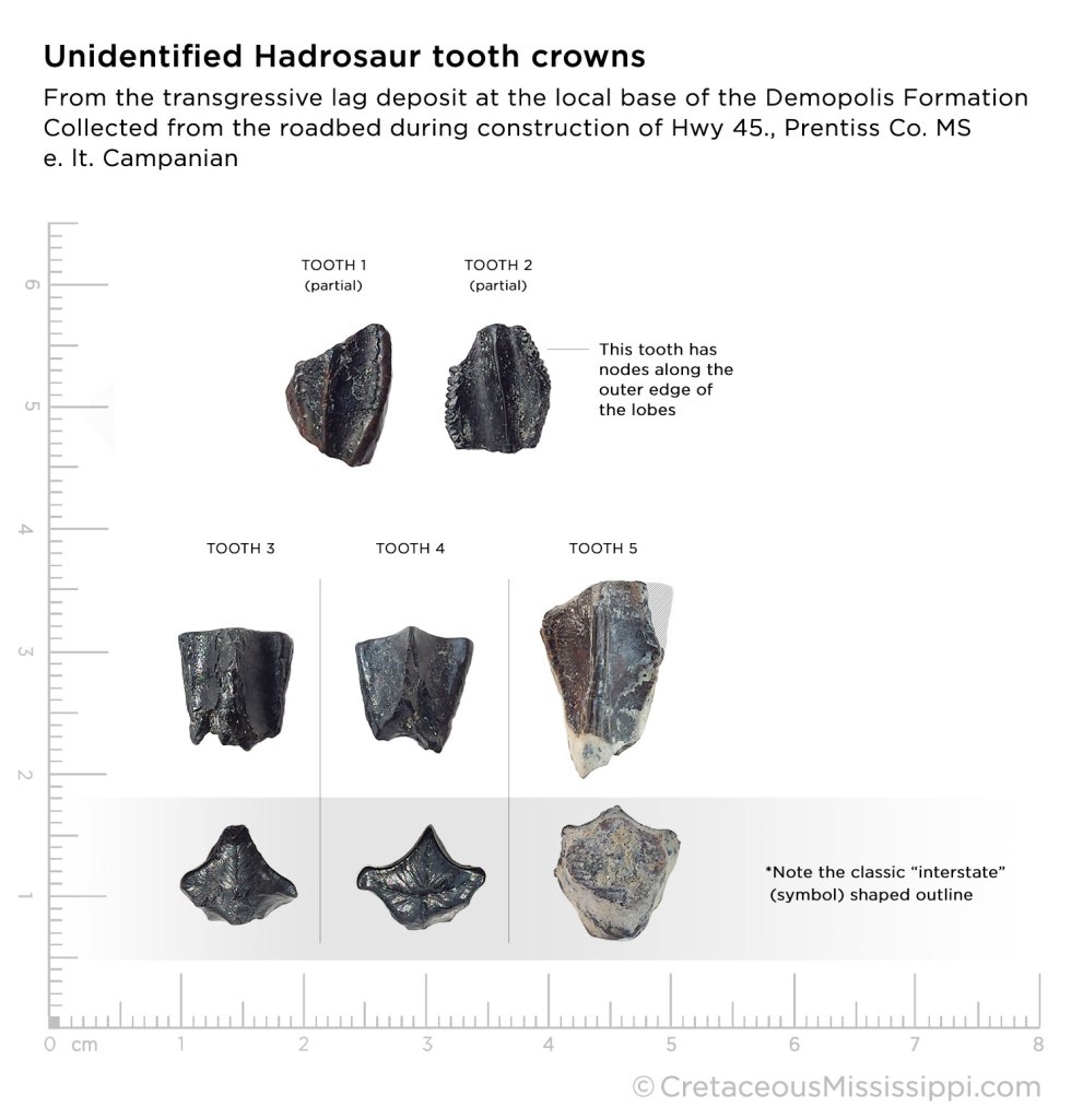 Hadrosaur teeth from Mississippi
