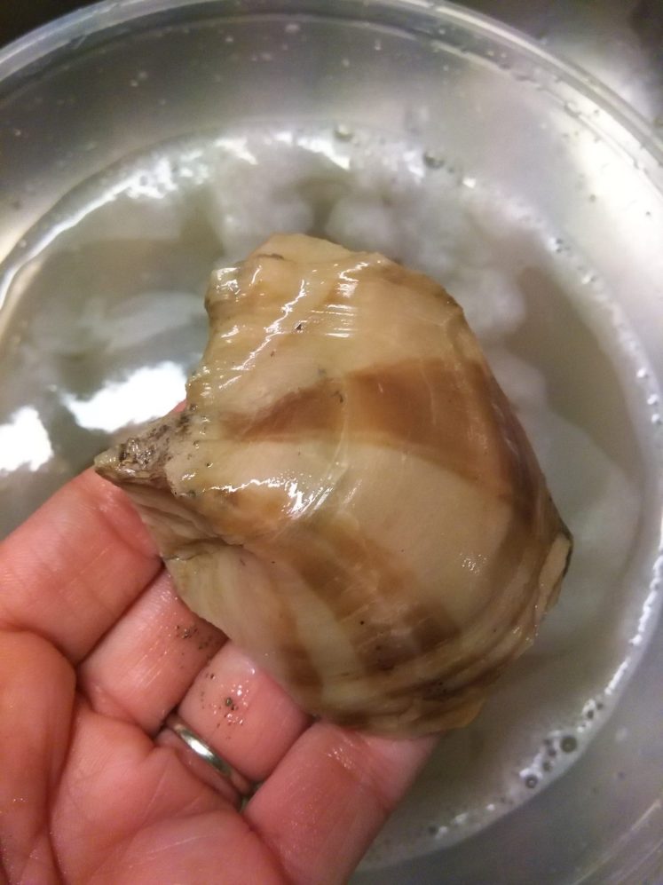 Pycnodonte-mutabilis-color