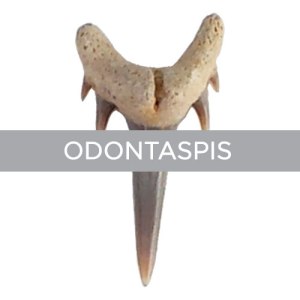 Odontaspis-thumb